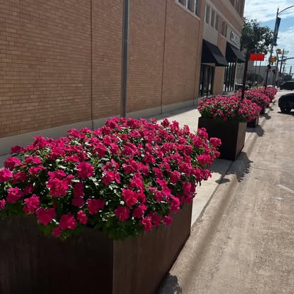 Commercial planters filled with pink flowers by First Choice Lawn and Landscape in the Abilene area